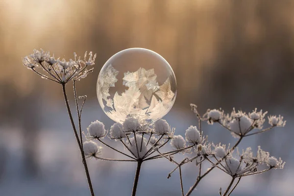 donmuş sabun köpüğü üzerinde arka plan bulanık bitki kök yakın çekim