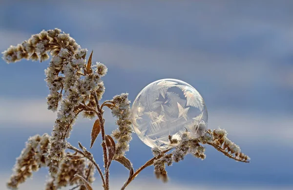 donmuş sabun köpüğü üzerinde arka plan bulanık bitki kök yakın çekim