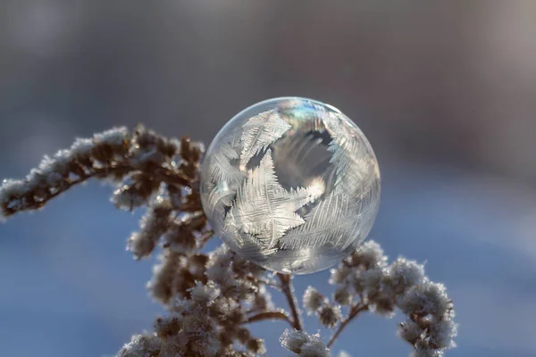 Frusen Såpbubbla Växt Stam Närbild Suddig Bakgrund — Stockfoto