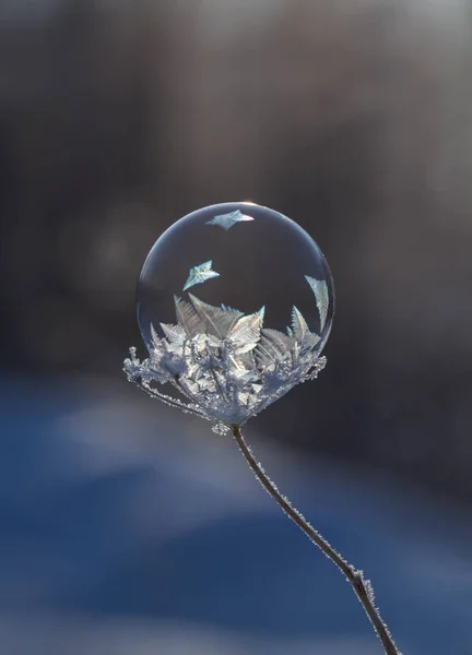 donmuş sabun köpüğü üzerinde arka plan bulanık bitki kök yakın çekim