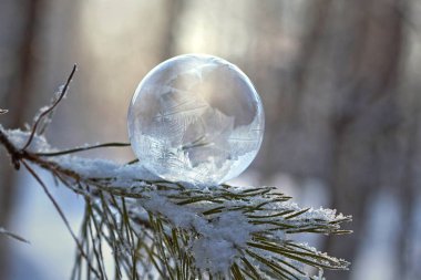 donmuş sabun köpüğü üzerinde arka plan bulanık çam dalı yakın çekim
