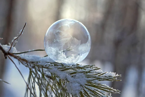 donmuş sabun köpüğü üzerinde arka plan bulanık çam dalı yakın çekim