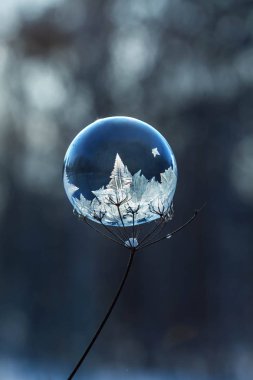 donmuş sabun köpüğü arka plan bulanık bir kuru bitki yakın çekim kök üzerinde