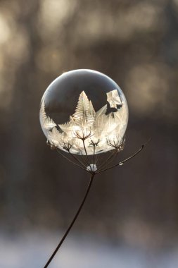donmuş sabun köpüğü arka plan bulanık bir kuru bitki yakın çekim kök üzerinde