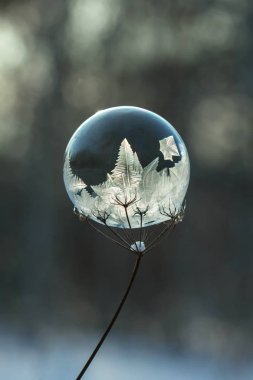 donmuş sabun köpüğü arka plan bulanık bir kuru bitki yakın çekim kök üzerinde