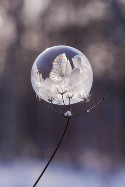 donmuş sabun köpüğü arka plan bulanık bir kuru bitki yakın çekim kök üzerinde