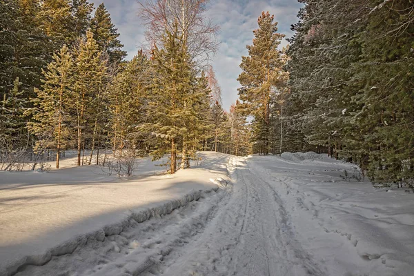 Зимний Пейзаж Сосновом Лесу Фоне Дороги Голубого Неба — стоковое фото