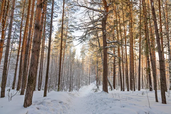 Зимний Пейзаж Сосновом Лесу Ясным Морозным Днем — стоковое фото