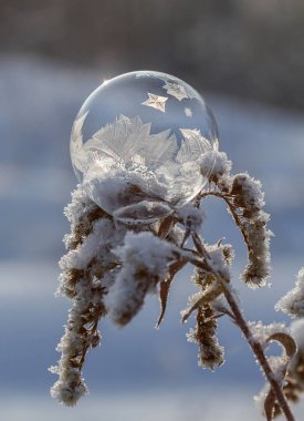 donmuş sabun köpüğü bir kuru bitki dal