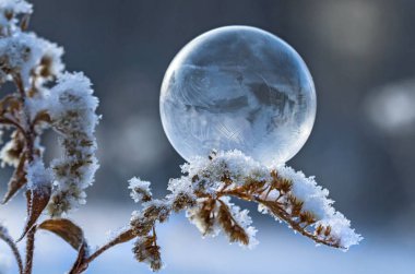 donmuş sabun köpüğü bir kuru bitki dal