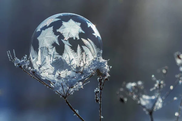 Frusen Såpbubbla Gren Torr Växt — Stockfoto