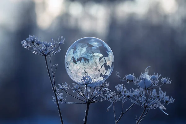 Замороженный Мыльный Пузырь Стебле Сухого Растения — стоковое фото