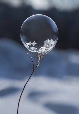 donmuş sabun köpüğü bir kuru bitki dal