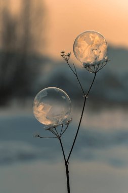 donmuş sabun köpüğü bir kuru bitki dal