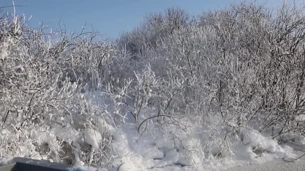 Snö Svansjön Den Byn Sovjetiska Altaj Kraj — Stockvideo