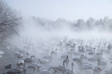 Kuğu Gölü altay bölgesi