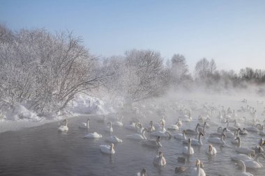 Kuğu Gölü altay bölgesi