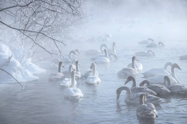 Kuğu Gölü altay bölgesi
