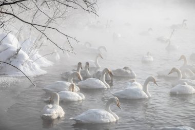 Kuğu Gölü altay bölgesi