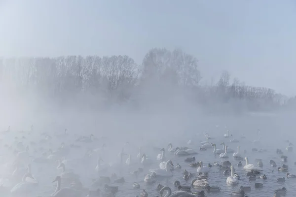 Лебединое Озеро Алтайского Края — стоковое фото