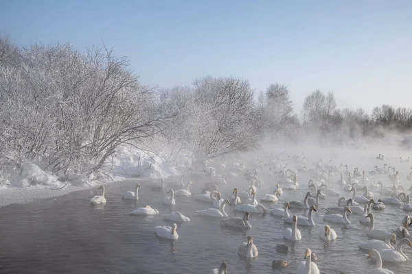 Kuğu Gölü altay bölgesi