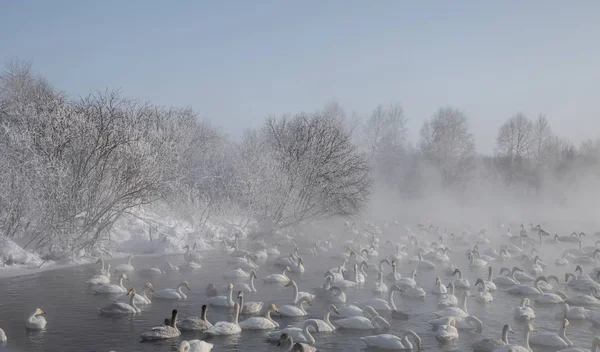 Kuğu Gölü altay bölgesi