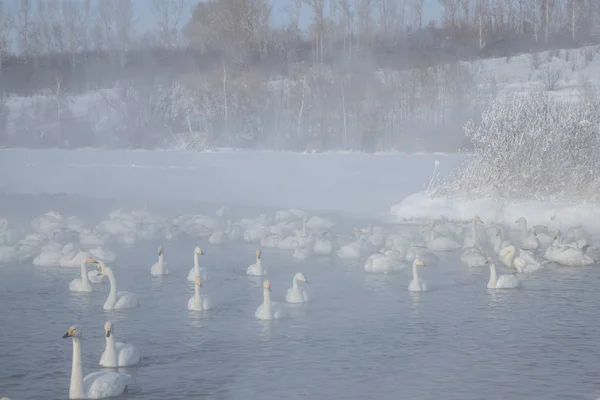 Лебединое Озеро Алтайского Края — стоковое фото