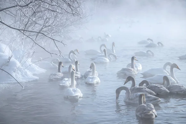 Kuğu Gölü altay bölgesi