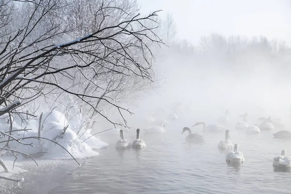 Лебединое Озеро Алтайского Края — стоковое фото