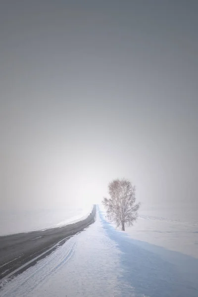 Одинокое Дерево Краю Дороги Уходящее Снежных Просторах Против Гор Неба — стоковое фото