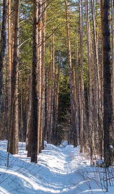 Güzel çam ağaçları ile mavi gökyüzü ve dağlar arka plan üzerinde kar pul