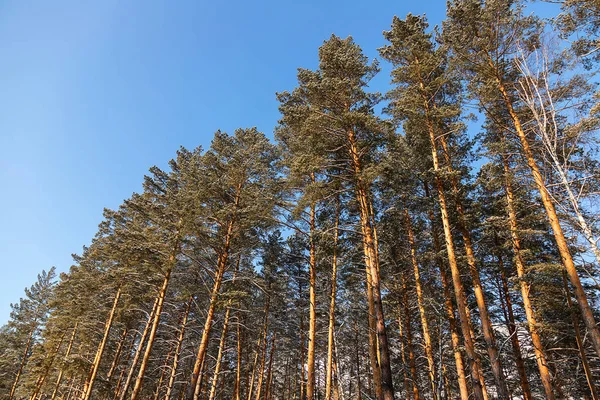 Mooi Hoge Pijnbomen Tegen Blauwe Lucht Met Sneeuw Bedekte Weg — Stockfoto