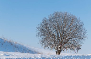 Altay Dağları Cumhuriyeti'nde mavi gökyüzüne karşı geniş dalları ile güzel ağaç