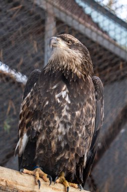 Novosibirsk Hayvanat Bahçesi yakın çekim dağ kartalı