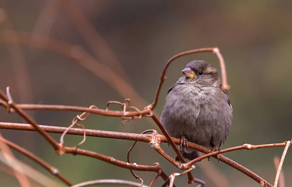 Een Gewone Sparrow Een Boom Tak Close — Stockfoto