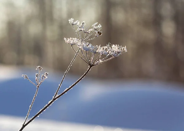 Αποξηραμένου Φυτού Ένα Φόντο Του Χιονιού — Φωτογραφία Αρχείου