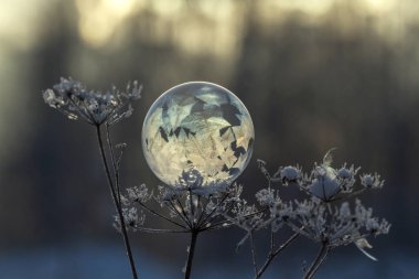 donmuş sabun köpüğü arka plan bulanık bir kuru bitki yakın çekim kök üzerinde