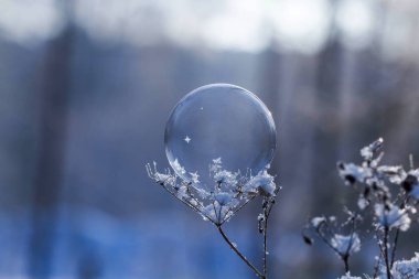 donmuş sabun köpüğü arka plan bulanık bir kuru bitki yakın çekim kök üzerinde