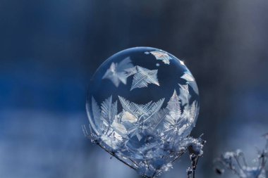 donmuş sabun köpüğü arka plan bulanık bir kuru bitki yakın çekim kök üzerinde