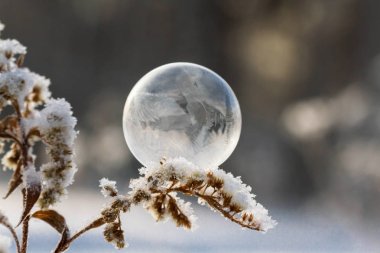 donmuş sabun köpüğü arka plan bulanık bir kuru bitki yakın çekim kök üzerinde