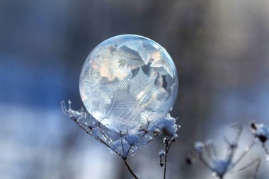 donmuş sabun köpüğü arka plan bulanık bir kuru bitki yakın çekim kök üzerinde