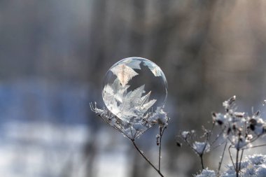 donmuş sabun köpüğü arka plan bulanık bir kuru bitki yakın çekim kök üzerinde