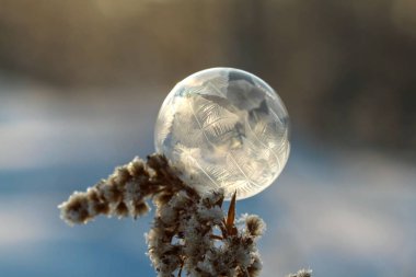 Donmuş sabun köpüğü bulanık backgroundfrozen sabun köpüğü arka plan bulanık bir kuru bitki yakın çekim kök üzerinde bir kuru bitki yakın çekim kök üzerinde