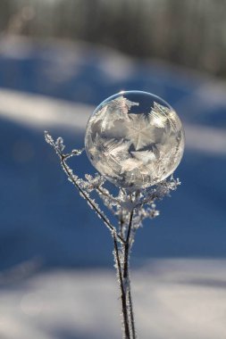 Donmuş sabun köpüğü bulanık backgroundfrozen sabun köpüğü arka plan bulanık bir kuru bitki yakın çekim kök üzerinde bir kuru bitki yakın çekim kök üzerinde