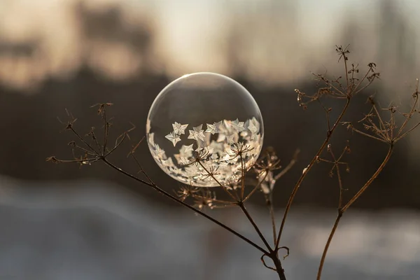 Замороженный Мыльный Пузырь Стебле Сухого Растения Крупным Планом Размытом Фоне — стоковое фото