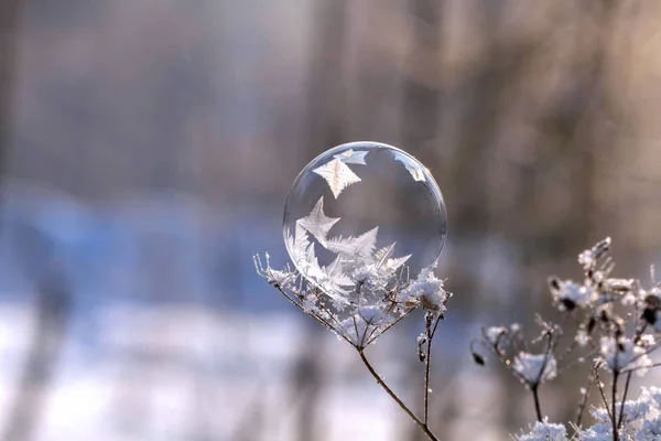 donmuş sabun köpüğü arka plan bulanık bir kuru bitki yakın çekim kök üzerinde
