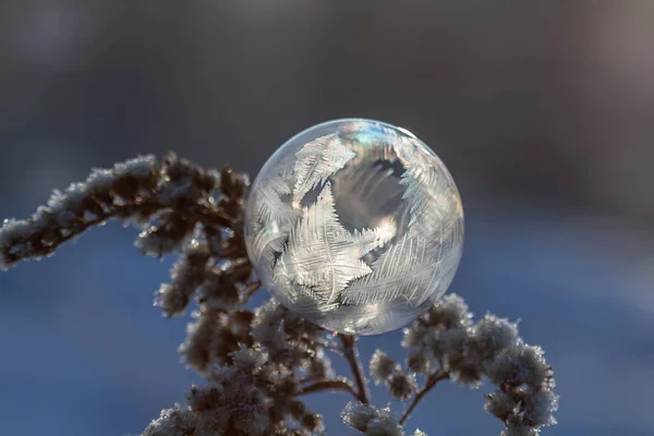 Frusen Såpbubbla Stammen Torr Växt Närbild Suddig Backgroundfrozen Såpbubbla Stammen — Stockfoto