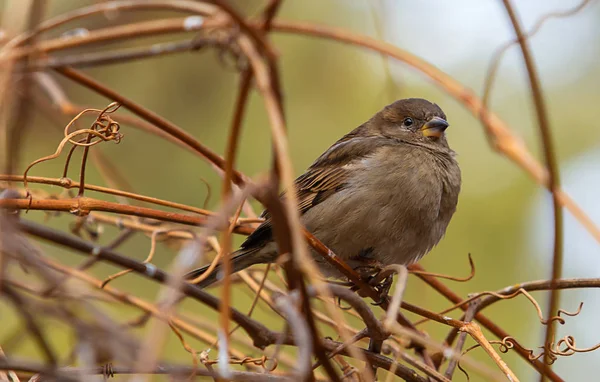 Sparrow Detail Větev Stromu Rozostřeného Pozadí — Stock fotografie