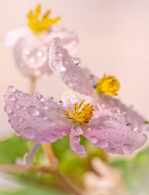 Çiy ile güzel çiçek bulanık arka plan üzerinde yakın çekim damla