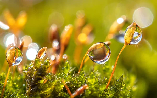 Tautropfen Auf Einem Halm Waldmoos Großaufnahme Auf Verschwommenem Hintergrund — Stockfoto